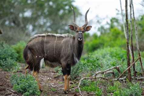 exotic zimbabwe|zimbabwe wildlife names.